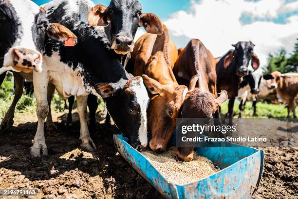 cows feeding in the pasture on a farm - feeding stock pictures, royalty-free photos & images