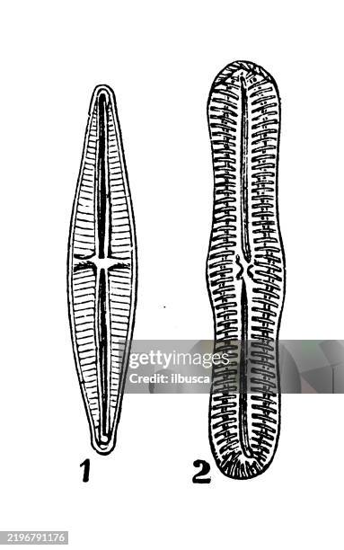 diatomaceae, pinnularia major, stauroneis phoenicenteron - pinnularia stock illustrations