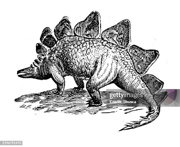 stockillustraties, clipart, cartoons en iconen met stegosaurus ungulatus - stegosaurus