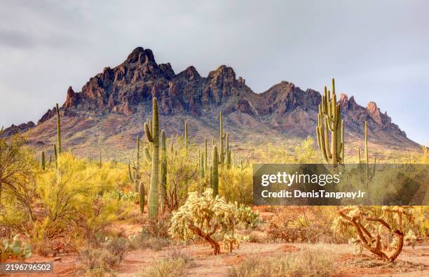 ironwood forest national monument - arizona stock pictures, royalty-free photos & images