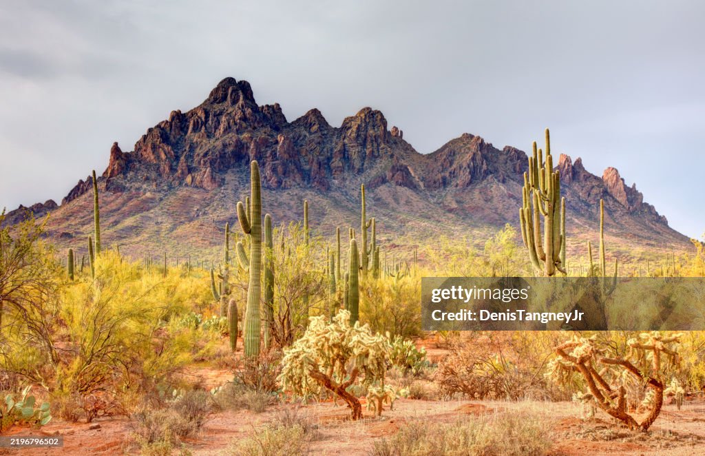 Monumento Nacional da Floresta de Ironwood