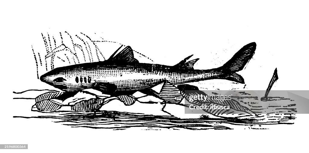 Piked or Spiny Dogfish, Squalus Atlantis