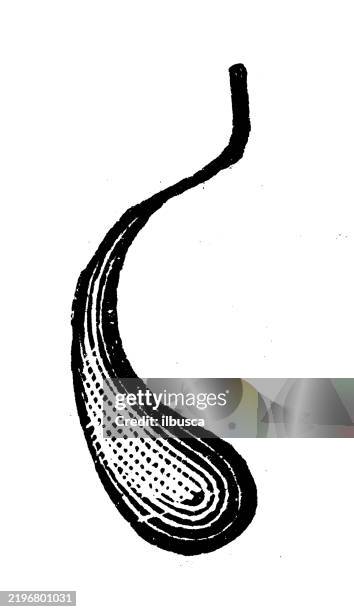 prince rupert's drop - prince rupert stock illustrations