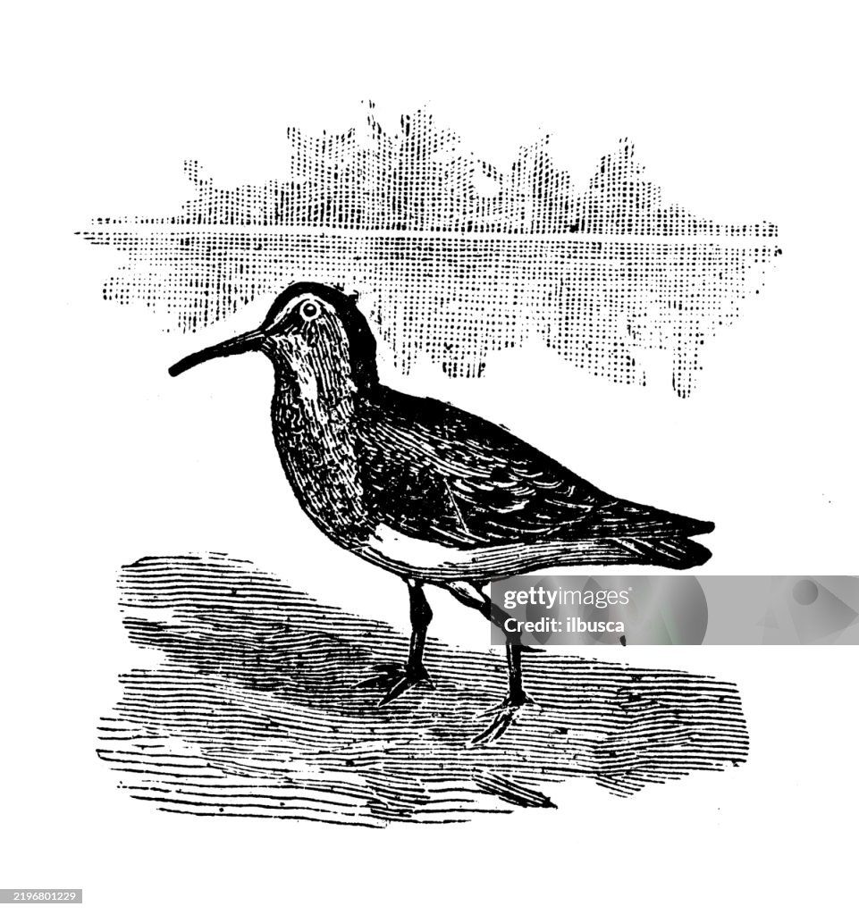 Dunlin, Tringa Alpina