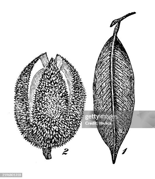 durian, durio zibethinus - durian stock illustrations