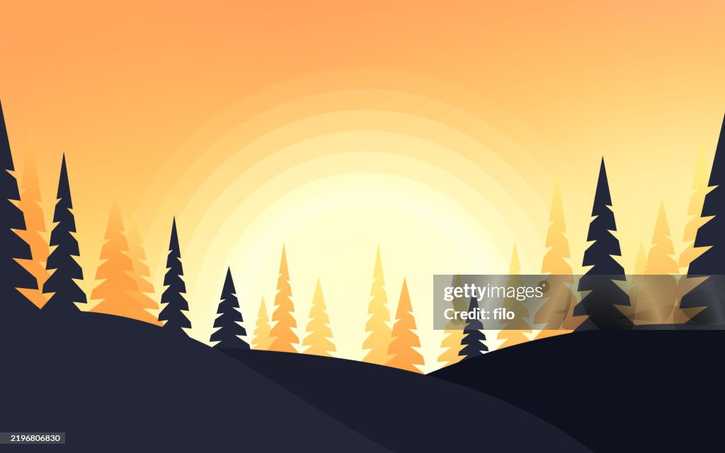 Sunset Summer Forest Evergreen Pine Tree Landscape Background