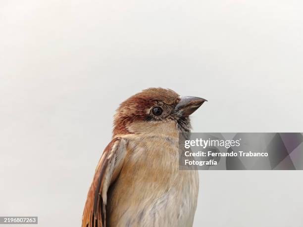 sparrow portrait - moineau photos et images de collection
