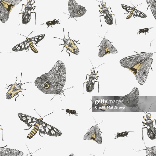 insects moths butterflies beetles bugs - dragonfly stock illustrations
