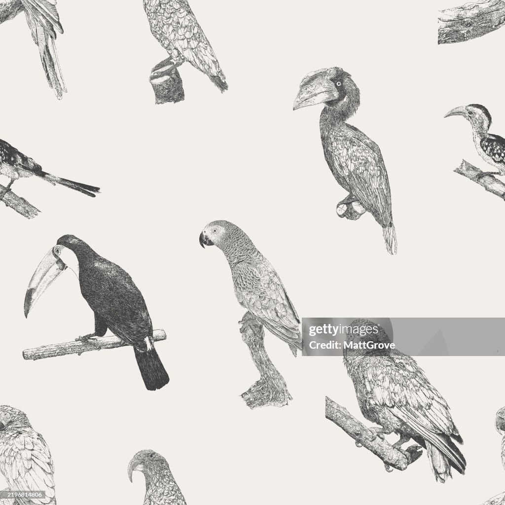 Papageien Tukan Nashornvogel Wiederholen