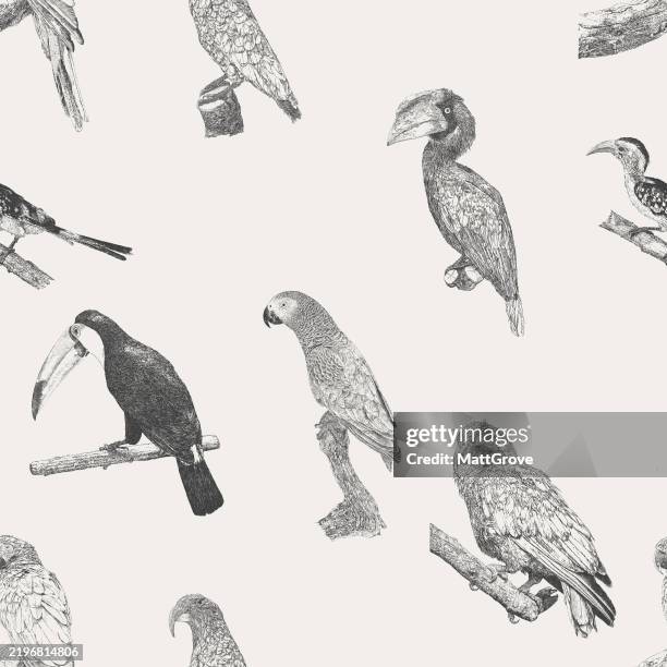 parrots toucan hornbill repeat - african grey parrot stock illustrations