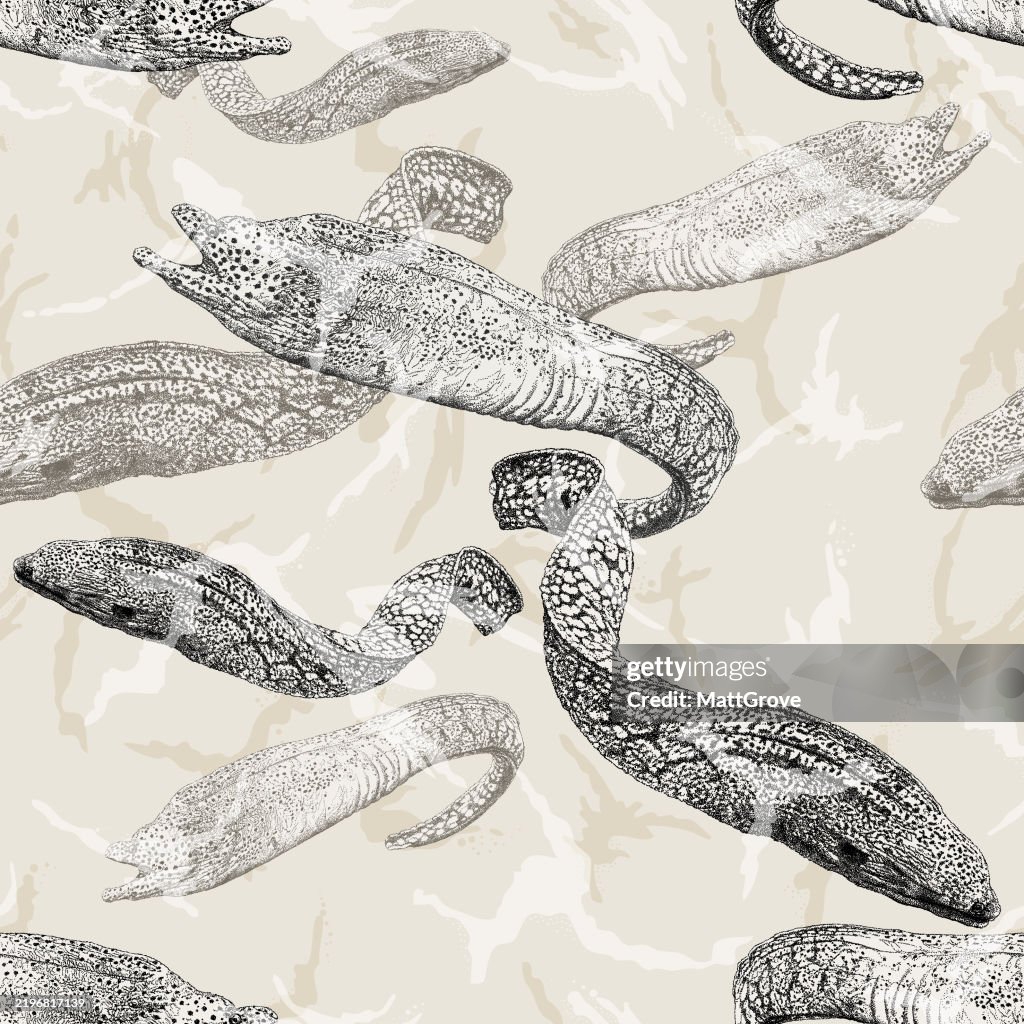 Moray Eels Swimming Repeat