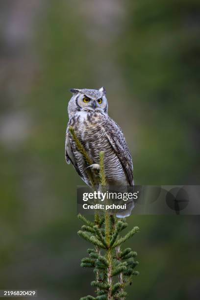 great horned owl - great horned owl stock pictures, royalty-free photos & images