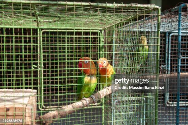 colourful parrots couple fischer's lovebird ( agapornis fischeri ) vulnerable birds in a cage. - animales en cautiverio fotografías e imágenes de stock