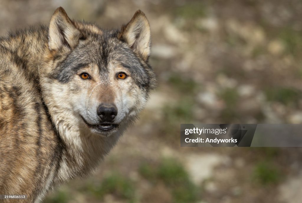 Porträt eines schönen Timberwolfs