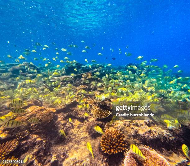 a big swarm of convict tang (acanthurus triostegus) as they make their way through a tropical island reef feeding - tahiti stock pictures, royalty-free photos & images
