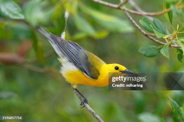 prothonotary warbler - songbird stock pictures, royalty-free photos & images