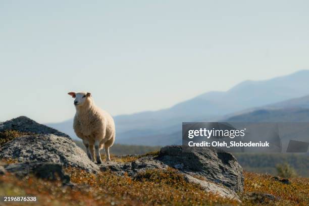 sheep standing on the hill in remote plains in norway - norge bildbanksfoton och bilder