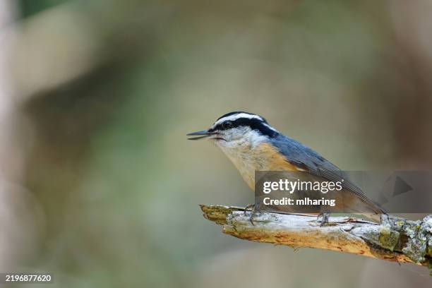 red-breasted nuthatch - songbird stock pictures, royalty-free photos & images