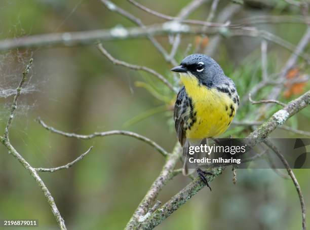 kirtlands warbler - kirtlands warbler stock pictures, royalty-free photos & images