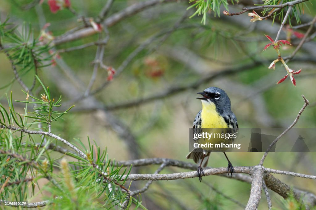 Kirtlands Warbler