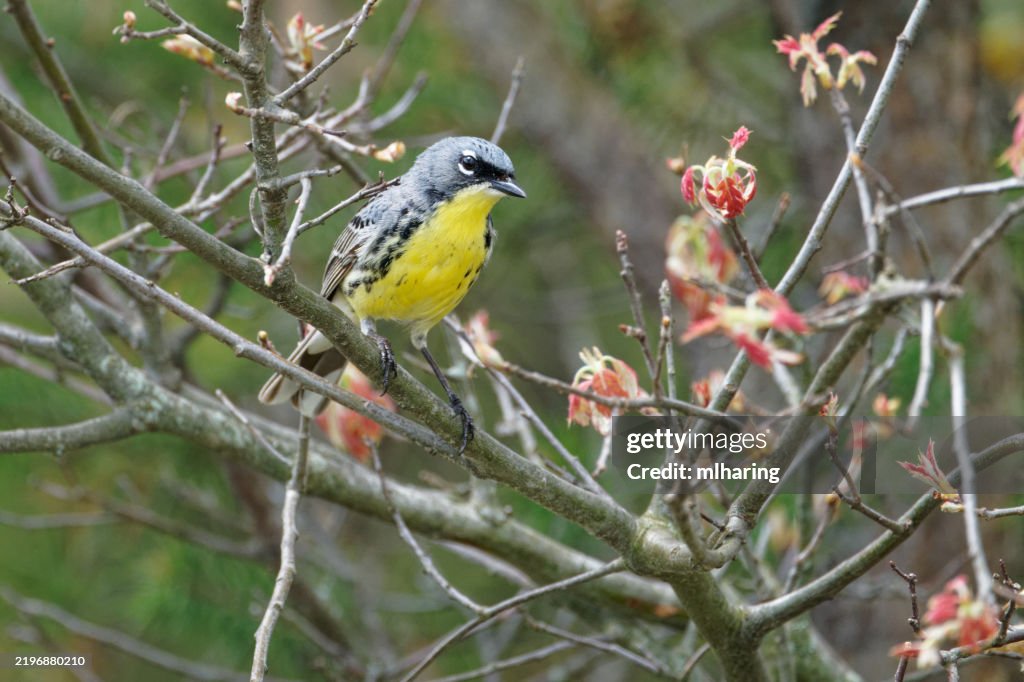 Kirtlands Warbler