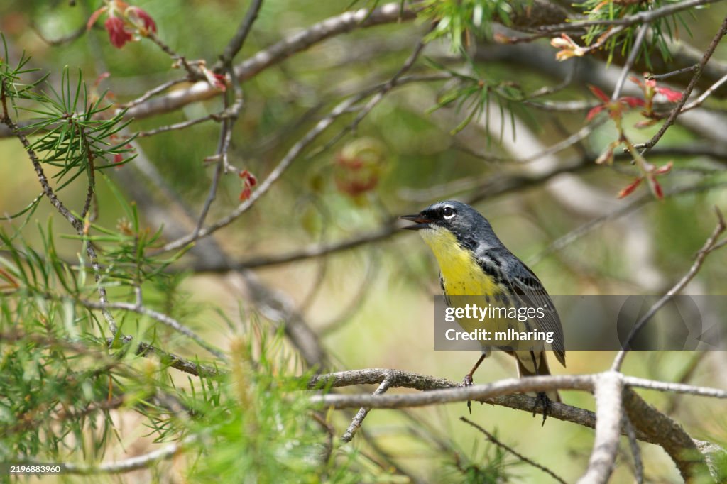 Kirtlands Warbler