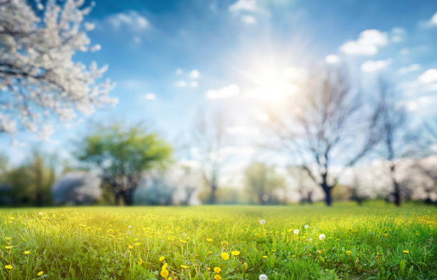 Beautiful spring landscape - a meadow illuminated by the bright sun.