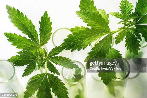 green cannabis hemp marijuana leaves in laboratory glass test tubes on a gray white background. medicine concept with cannabis. minimalism style. cosmetics with cbd oil, thc tincture. natural ingredients for cosmetic products for the skin and hair care. - cbd oil stock pictures, royalty-free photos & images