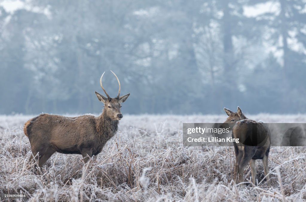 Red Deer Hinds in Frost