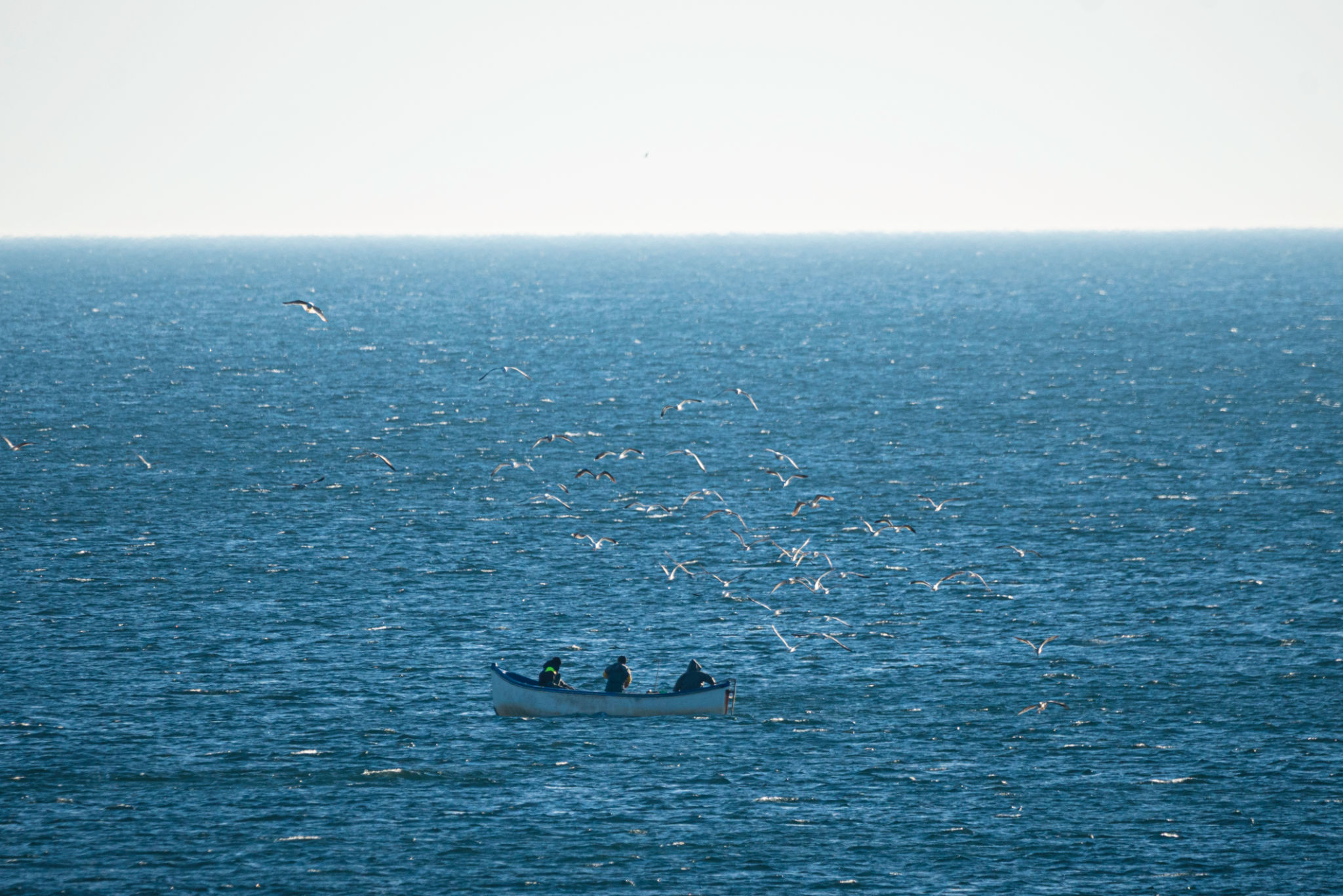 sustainable seafood