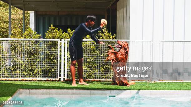 practice playing with the dog in the water. - retriever stock pictures, royalty-free photos & images