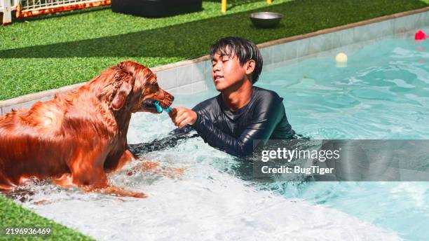 practice playing with the dog in the water. - water bug stock pictures, royalty-free photos & images