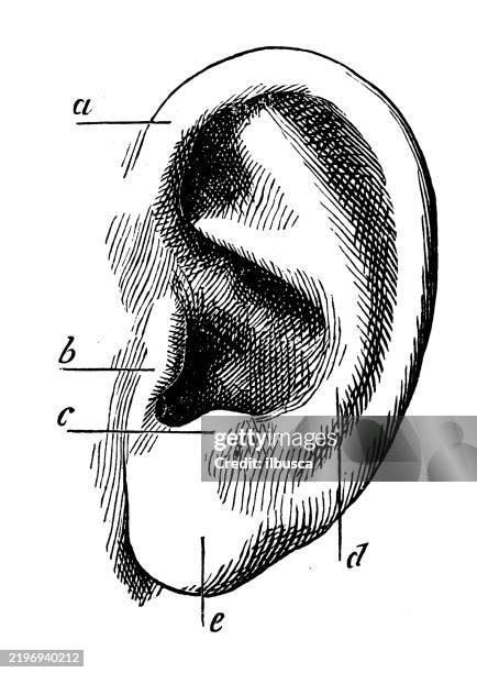 bildbanksillustrationer, clip art samt tecknat material och ikoner med human ear - öra