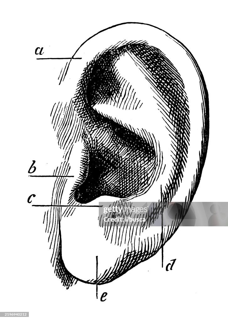 Human Ear