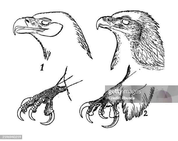 bald eagle, haliaetus leucephalus, golden eagle, aquila chrysaetus - golden eagle stock illustrations