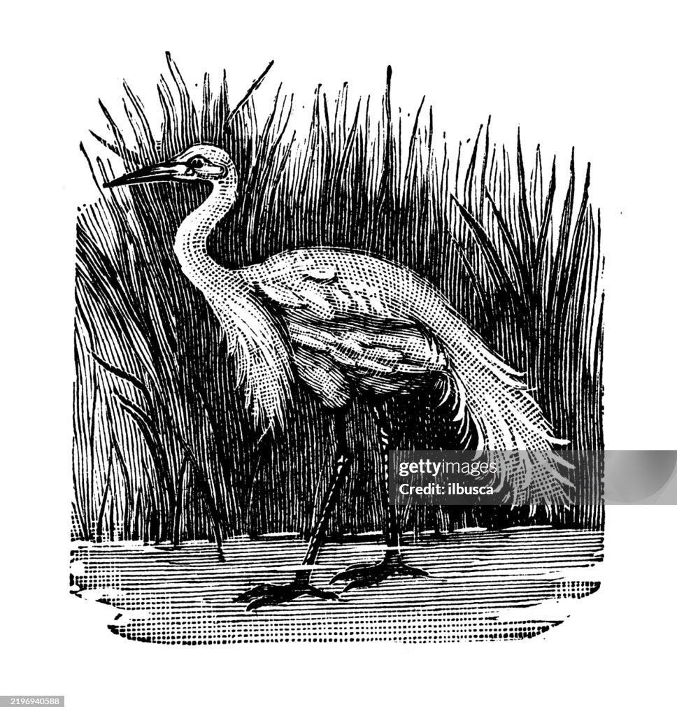Garceta blanca, Ardea egretta