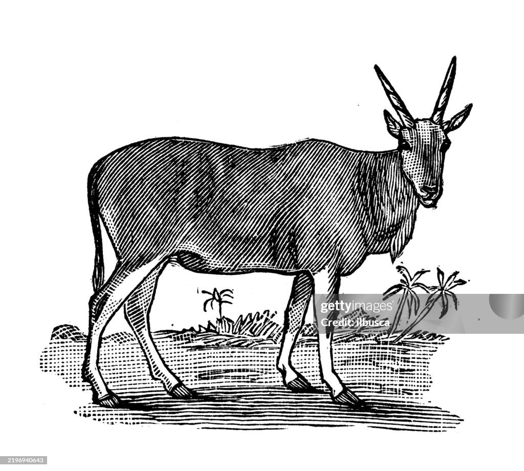 African Eland