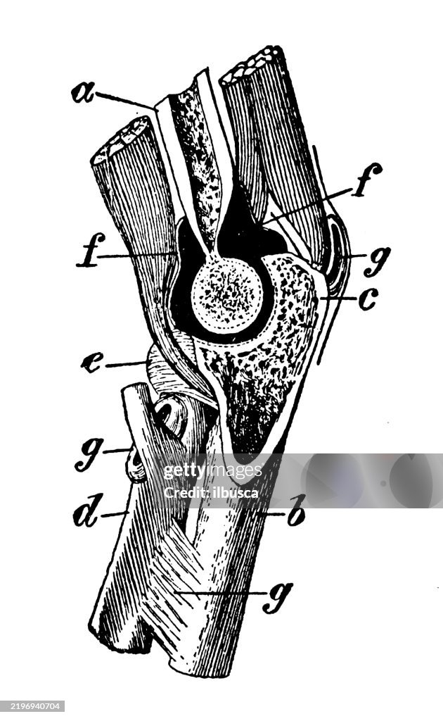 Elbow joint