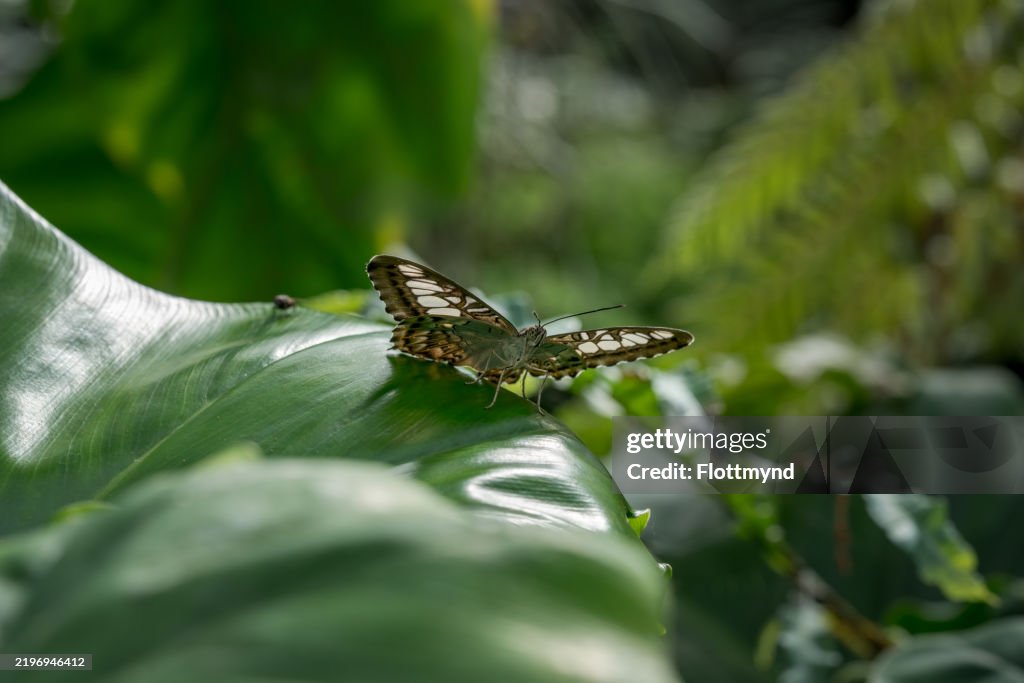 The clipper - Parthenos sylvia