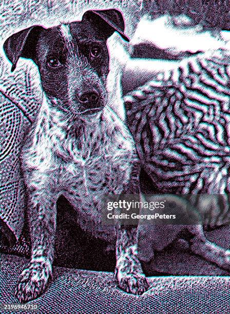 comfortable australian cattle dog sitting on couch with glitch technique - dog couch stock illustrations