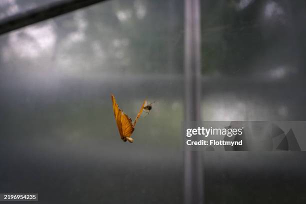 julia butterfly or dryas iulia - butterfly conservatory stock pictures, royalty-free photos & images
