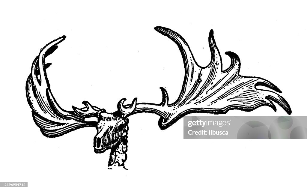 Irish Elk