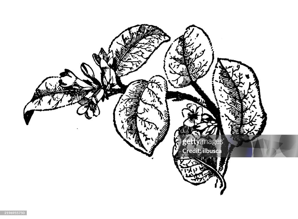 Trailing Arbutus, Epigaea repens