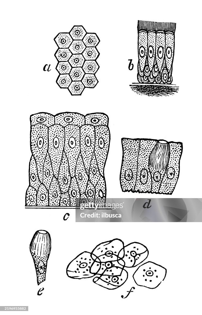 Animal Epithelium