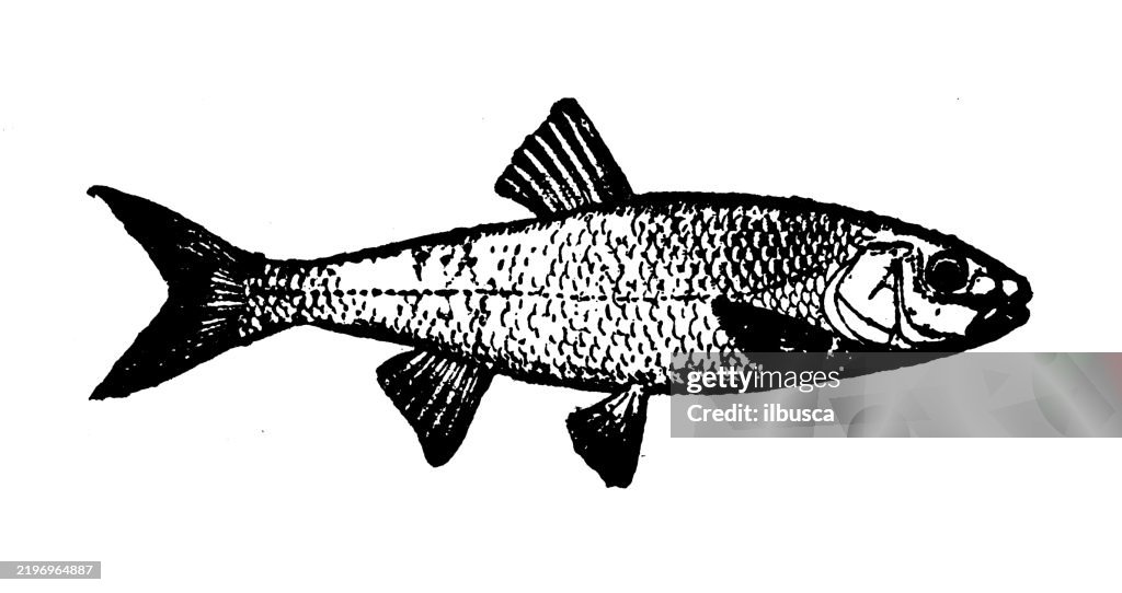 Fallfish, Silver Chub, Semotilus bullaris