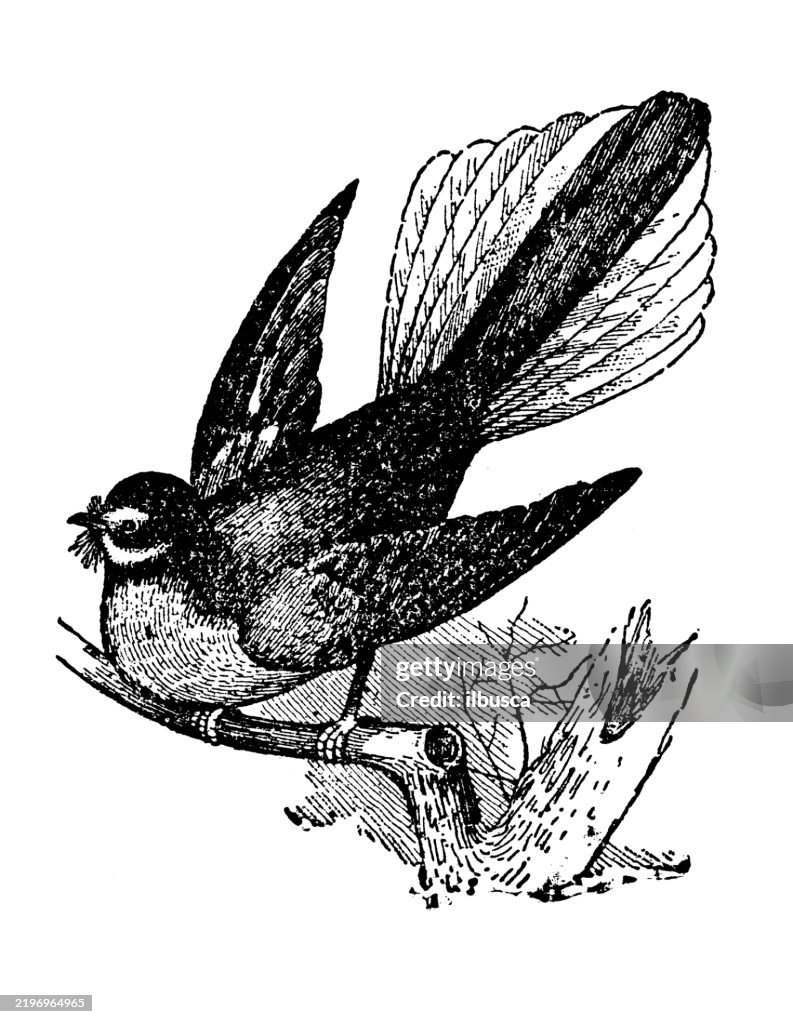 Fan Tailed Flycatcher, Rhipidura flabellifera