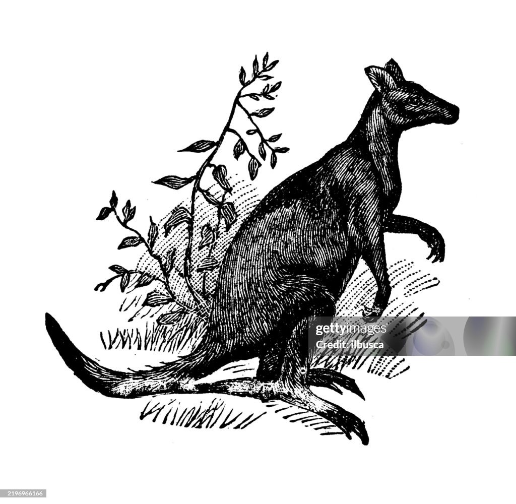 Filander Kangaroo, Macropus bruni