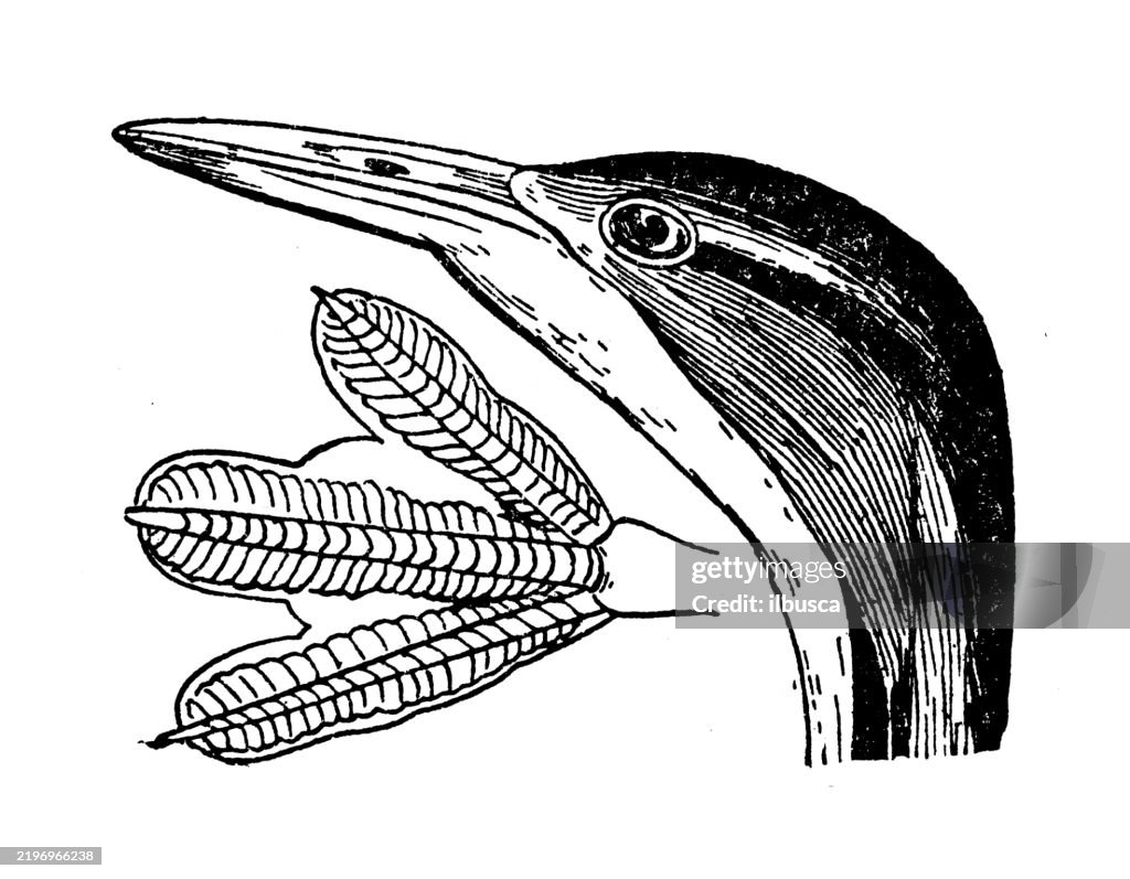 Finfoot or Sunbird, Heliornis surinamensis
