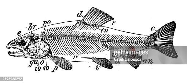 ilustraciones, imágenes clip art, dibujos animados e iconos de stock de esqueleto de una trucha - enciclopedia
