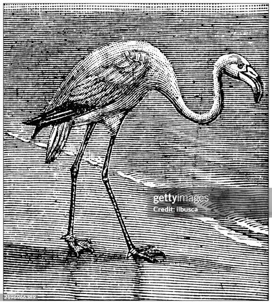 american flamingo, phoenicopterus ruber - american flamingo stock illustrations
